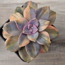 Load image into Gallery viewer, Graptopetalum 'Purple Delight' Variegated (Yellow Variegation)