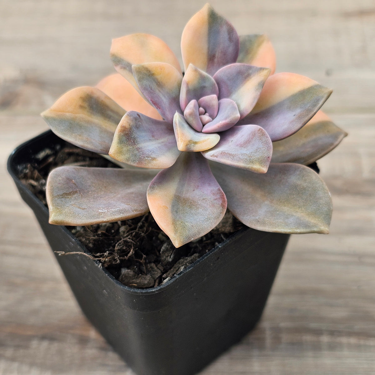 Graptopetalum 'Purple Delight' Variegated (Yellow Variegation)