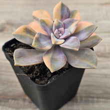 Load image into Gallery viewer, Graptopetalum 'Purple Delight' Variegated (Yellow Variegation)