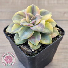 Load image into Gallery viewer, Graptopetalum 'Purple Delight' Variegated (Yellow Variegation)