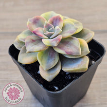 Load image into Gallery viewer, Graptopetalum 'Purple Delight' Variegated (Yellow Variegation)