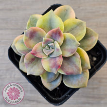 Load image into Gallery viewer, Graptopetalum 'Purple Delight' Variegated (Yellow Variegation)