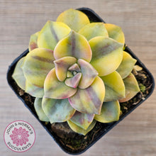 Load image into Gallery viewer, Graptopetalum 'Purple Delight' Variegated (Yellow Variegation)