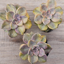 Load image into Gallery viewer, Graptopetalum 'Purple Delight' Variegated (Yellow Variegation)