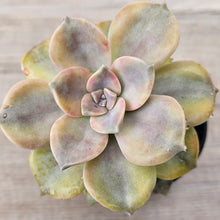 Load image into Gallery viewer, Graptopetalum 'Purple Delight' Variegated (Yellow Variegation)