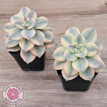 Load image into Gallery viewer, Graptopetalum 'Purple Delight' Variegated (Yellow Variegation)