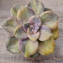 Load image into Gallery viewer, Graptopetalum 'Purple Delight' Variegated (Yellow Variegation)