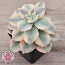 Load image into Gallery viewer, Graptopetalum 'Purple Delight' Variegated (Yellow Variegation)