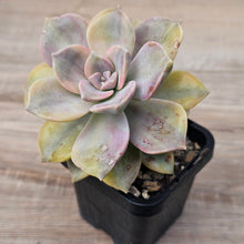 Load image into Gallery viewer, Graptopetalum 'Purple Delight' Variegated (Yellow Variegation)