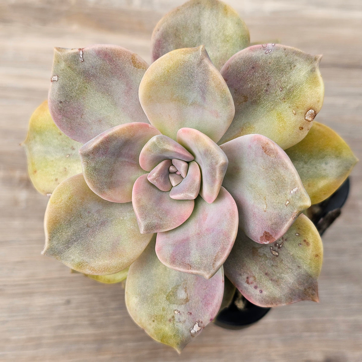 Graptopetalum 'Purple Delight' Variegated (Yellow Variegation)