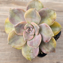 Load image into Gallery viewer, Graptopetalum 'Purple Delight' Variegated (Yellow Variegation)