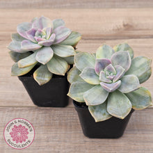 Load image into Gallery viewer, Graptopetalum 'Purple Delight' Variegated (Yellow Variegation)