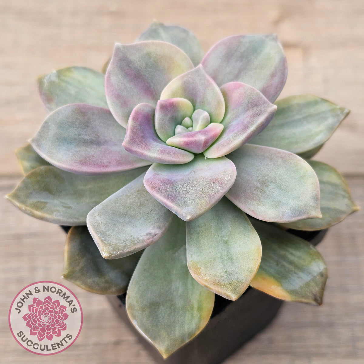 Graptopetalum 'Purple Delight' Variegated (Yellow Variegation)
