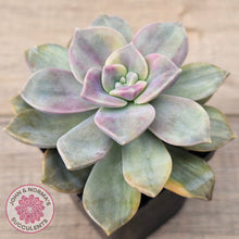 Load image into Gallery viewer, Graptopetalum 'Purple Delight' Variegated (Yellow Variegation)