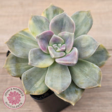 Load image into Gallery viewer, Graptopetalum 'Purple Delight' Variegated (Yellow Variegation)