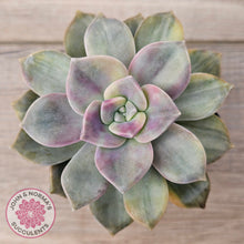 Load image into Gallery viewer, Graptopetalum 'Purple Delight' Variegated (Yellow Variegation)