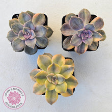Load image into Gallery viewer, Graptopetalum 'Purple Delight' Variegated (Yellow Variegation) - John & Norma's Succulents Australia