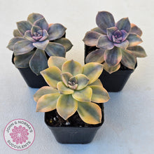 Load image into Gallery viewer, Graptopetalum 'Purple Delight' Variegated (Yellow Variegation) - John & Norma's Succulents Australia