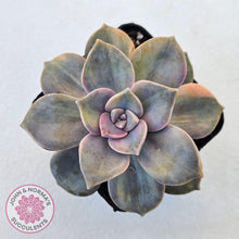 Load image into Gallery viewer, Graptopetalum 'Purple Delight' Variegated (Yellow Variegation) - John & Norma's Succulents Australia