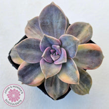 Load image into Gallery viewer, Graptopetalum 'Purple Delight' Variegated (Yellow Variegation) - John & Norma's Succulents Australia
