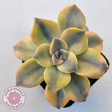 Load image into Gallery viewer, Graptopetalum 'Purple Delight' Variegated (Yellow Variegation) - John & Norma's Succulents Australia