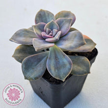 Load image into Gallery viewer, Graptopetalum 'Purple Delight' Variegated (Yellow Variegation) - John & Norma's Succulents Australia