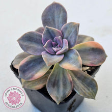 Load image into Gallery viewer, Graptopetalum 'Purple Delight' Variegated (Yellow Variegation) - John & Norma's Succulents Australia