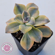 Load image into Gallery viewer, Graptopetalum 'Purple Delight' Variegated (Yellow Variegation) - John & Norma's Succulents Australia