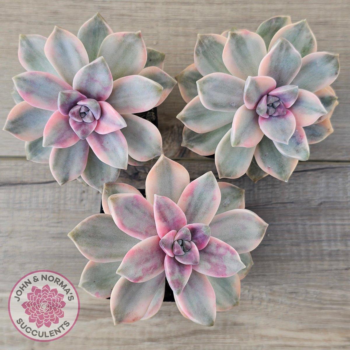 Graptopetalum 'Purple Delight' Variegated aka 'Snow White'