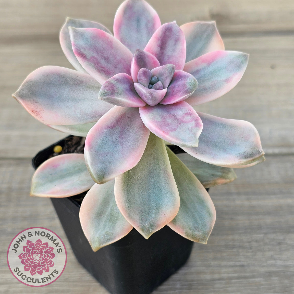 Graptopetalum 'Purple Delight' Variegated aka 'Snow White'