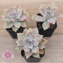 Load image into Gallery viewer, Graptopetalum 'Purple Haze'