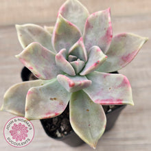 Load image into Gallery viewer, Graptopetalum 'Purple Haze'