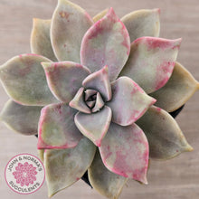 Load image into Gallery viewer, Graptopetalum 'Purple Haze'