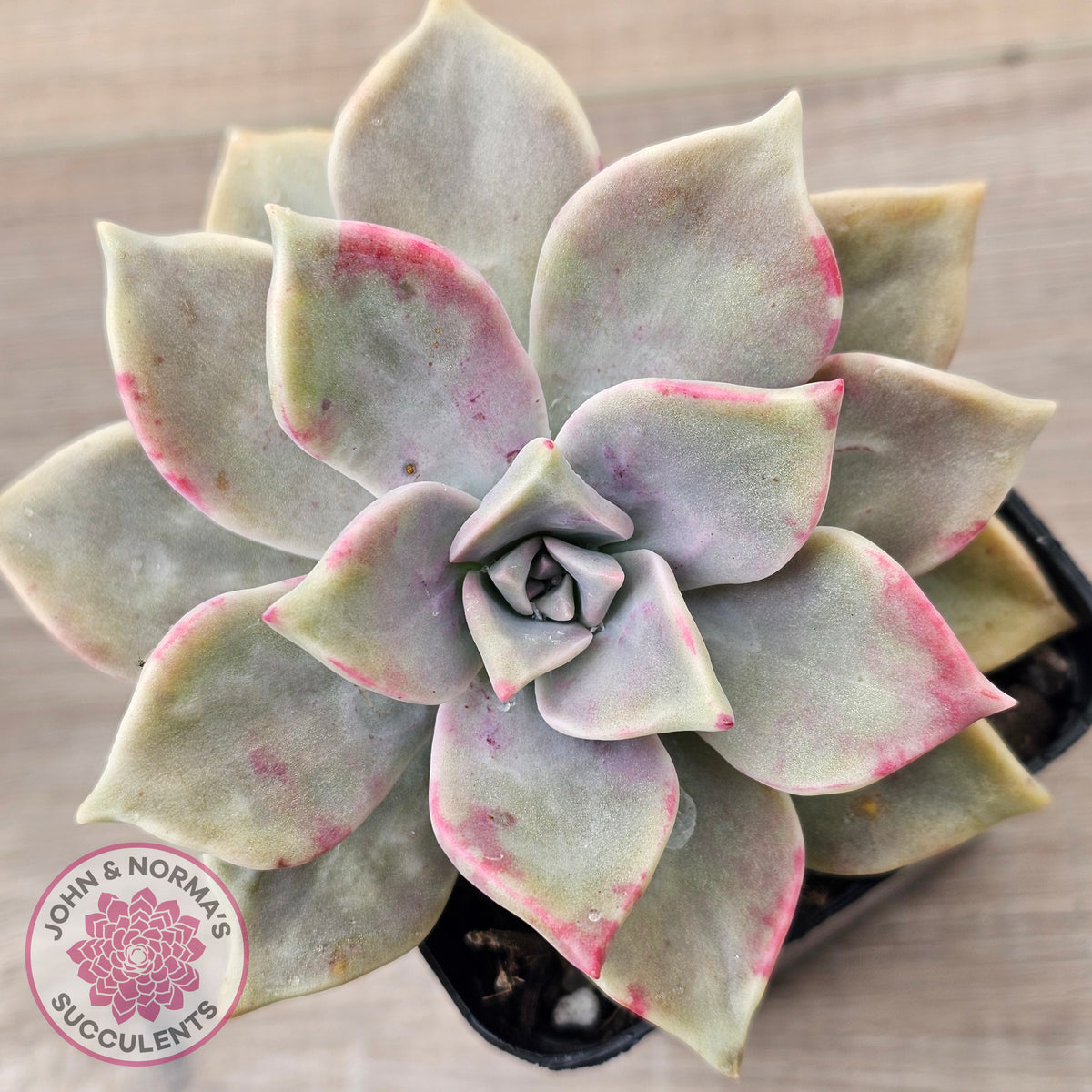 Graptopetalum 'Purple Haze'