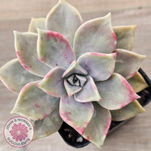 Load image into Gallery viewer, Graptopetalum 'Purple Haze'