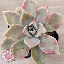 Load image into Gallery viewer, Graptopetalum 'Purple Haze'