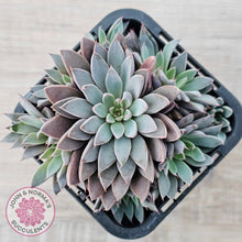 Load image into Gallery viewer, Graptopetalum 'Rusbyi' - Multi