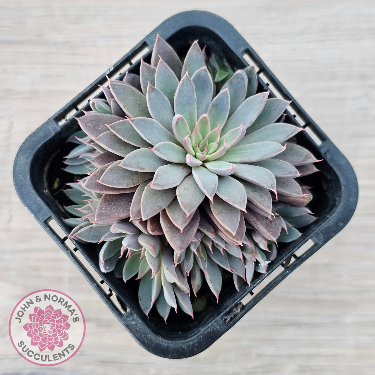 Graptopetalum 'Rusbyi' - Multi