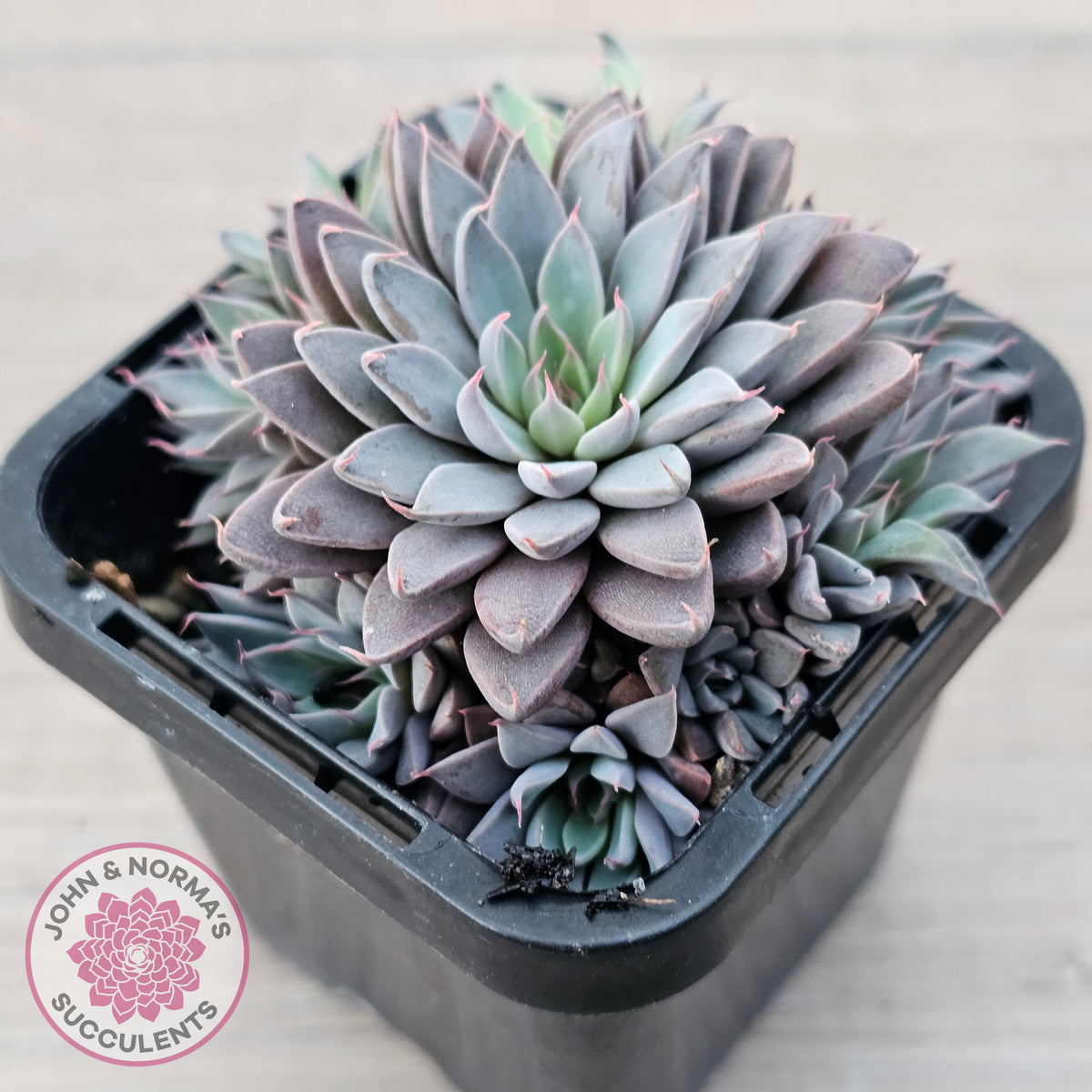 Graptopetalum 'Rusbyi' - Multi