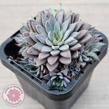 Load image into Gallery viewer, Graptopetalum 'Rusbyi' - Multi