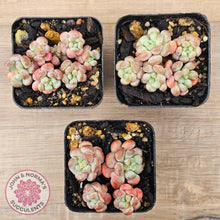Load image into Gallery viewer, Graptopetalum 'Tonka Bean' - John & Norma's Succulents Australia