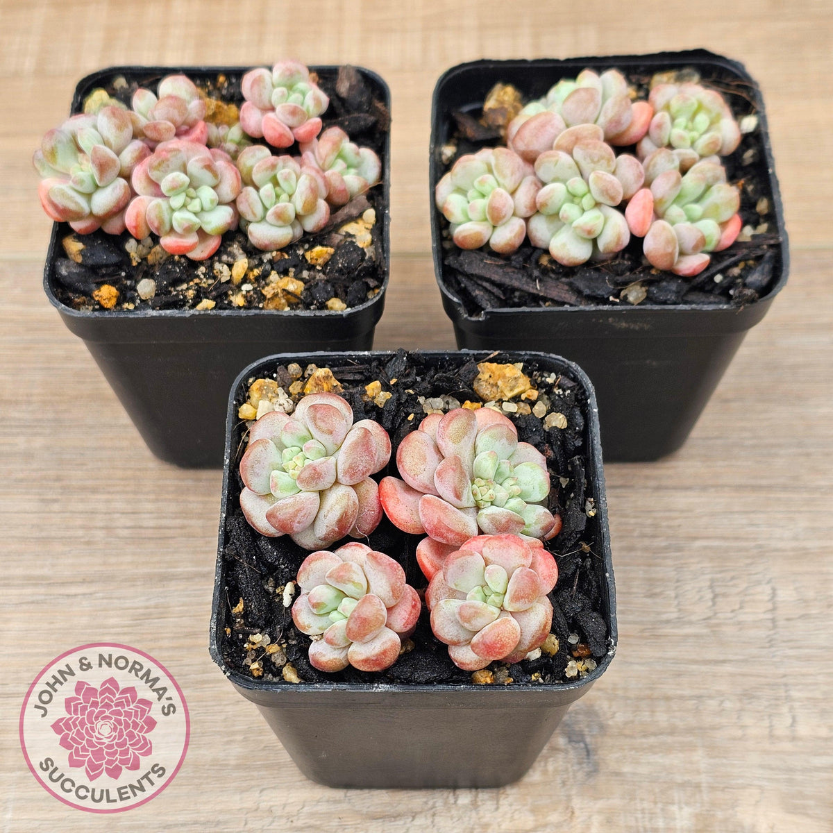 Graptopetalum 'Tonka Bean'