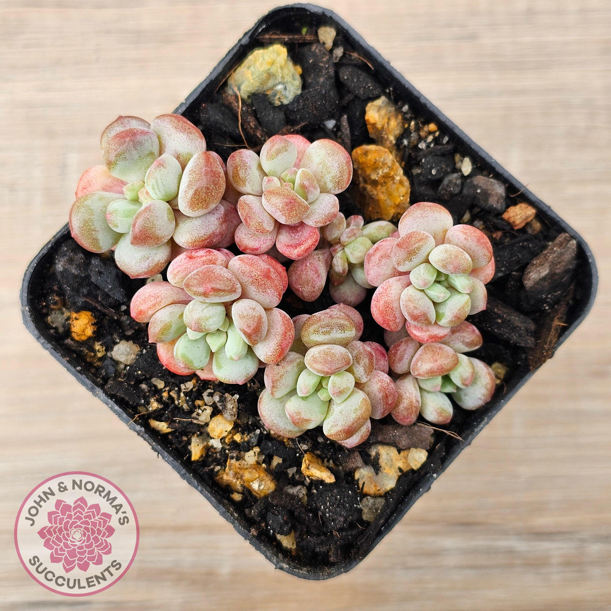 Graptopetalum 'Tonka Bean'