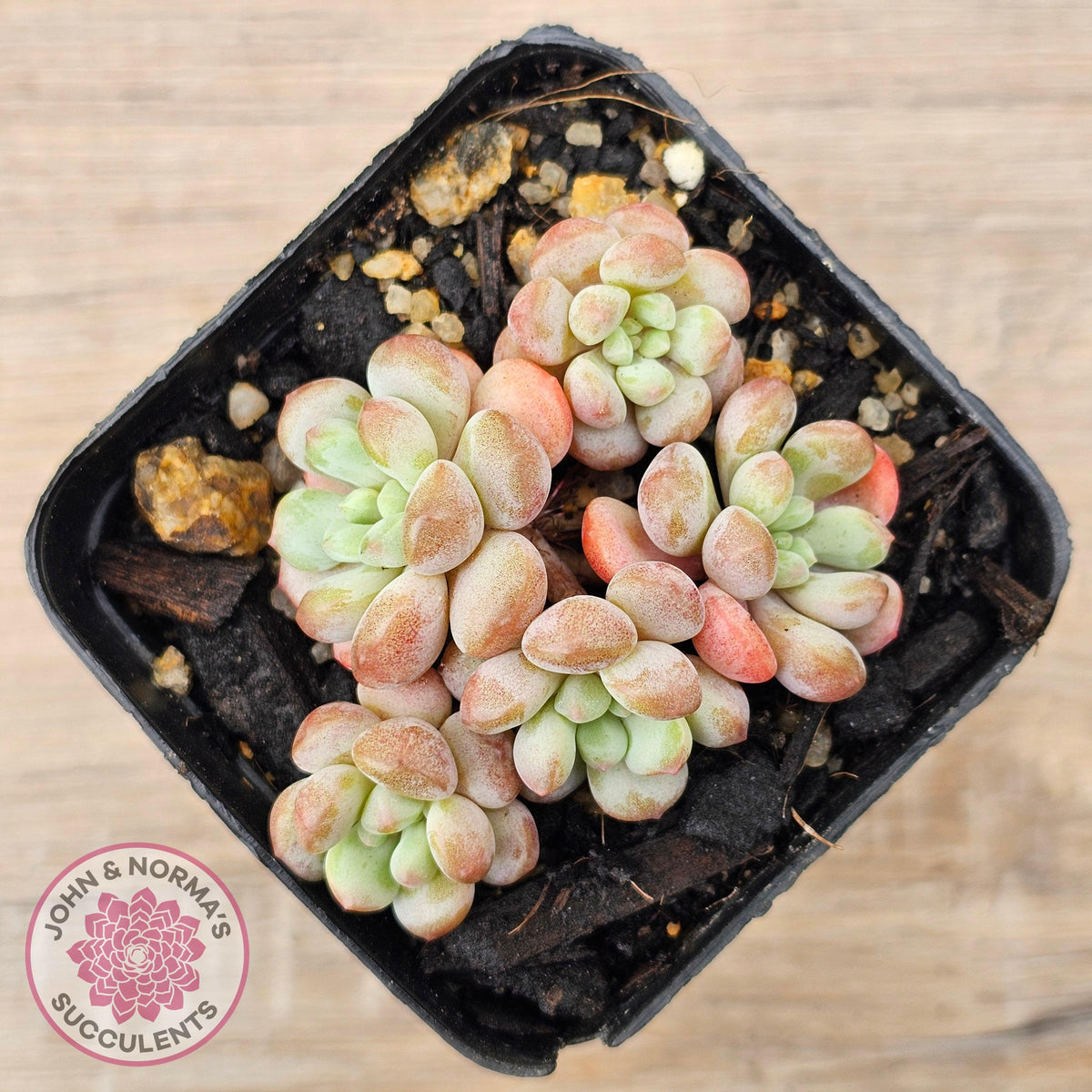 Graptopetalum 'Tonka Bean'