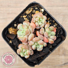 Load image into Gallery viewer, Graptopetalum 'Tonka Bean' - John & Norma's Succulents Australia