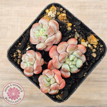 Load image into Gallery viewer, Graptopetalum 'Tonka Bean' - John & Norma's Succulents Australia