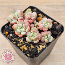 Load image into Gallery viewer, Graptopetalum 'Tonka Bean' - John & Norma's Succulents Australia