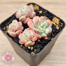 Load image into Gallery viewer, Graptopetalum 'Tonka Bean' - John & Norma's Succulents Australia