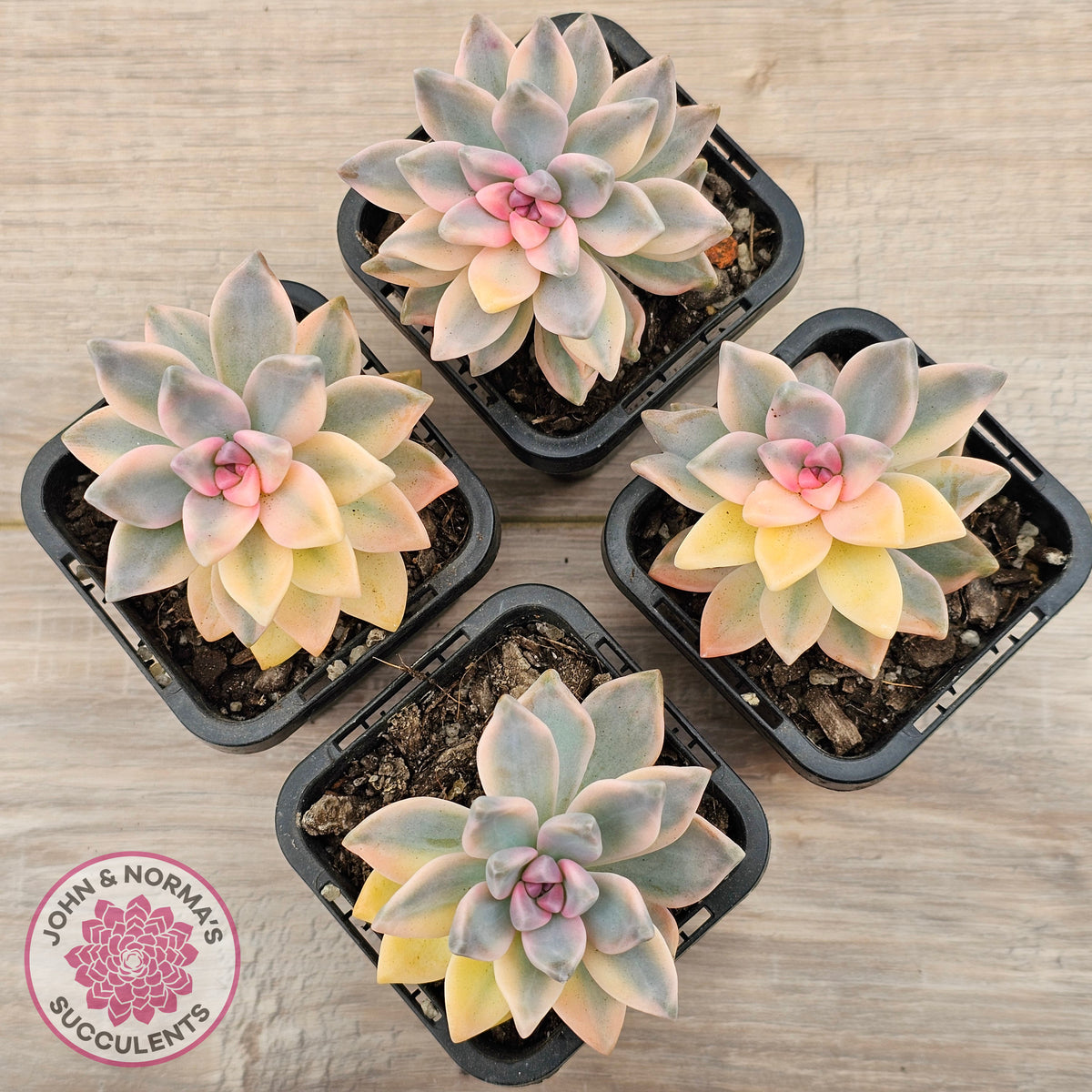 Graptopetalum 'Victor Kane' Variegata