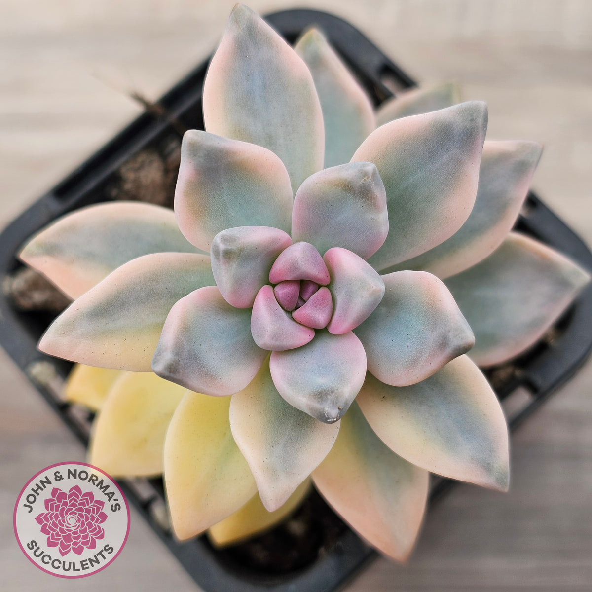 Graptopetalum 'Victor Kane' Variegata